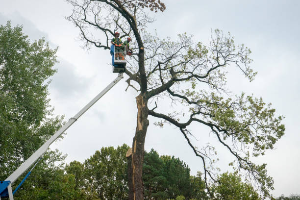 How Our Tree Care Process Works  in  Sun Village, CA